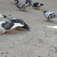 کبوتر پلاکی