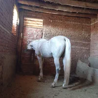 دو عدد اسب نر در عجب شیر