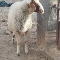 یک عدد قوچ تربور جوان. شیره دار درجه یک|حیوانات مزرعه|مشهد, آبکوه|دیوار