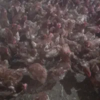 مرع بومی  گلپایگان محلی و رسمی تخمگذار  مرغ لوهمن|حیوانات مزرعه|شهریار, کرد امیر|دیوار