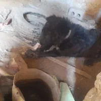 واگذاری یک عدد توله ۱ساله|سگ|داران, |دیوار