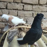 کفتر جوجه|پرنده|بجنورد, |دیوار