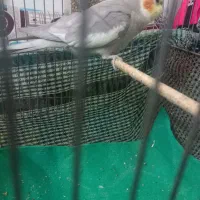 عروس هلندی نر|پرنده|شیروان (خراسان), |دیوار