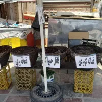 انواع شتل عمده و خرده(نشاء)