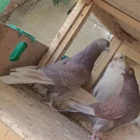 نرو ماده درجه 1 کاشان