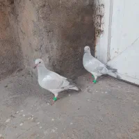 فروش دوتا جوجه  کرمونی و کرباتی کاکلی|پرنده|زاوه, |دیوار