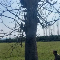 قطع ‌خرید چوب باغی|خدمات باغبانی و درختکاری|گلوگاه بابل (گلیا), |دیوار