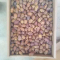 خرمای تازه|حراج|بوژگان, |دیوار