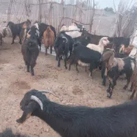 فروش تعدادی بز|حیوانات مزرعه|قلعه گنج, |دیوار