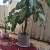 سلام گل آپارتمانی دیفن باخیا