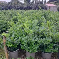 یاس هلندی سطل ۱۰|خدمات باغبانی و درختکاری|چابکسر, |دیوار