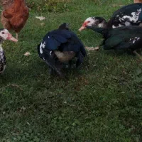 ۱۴ اردک اسرائیلی نر وماده درشت نزدیک تخم