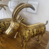 بزکوهی وگوزن