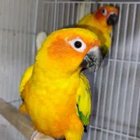 ساخت لانه آغول چوب روسی جفت خورشیدی