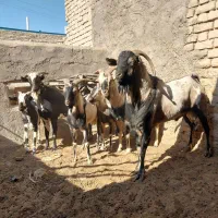 تعدادی نربز صلاله سومال|حیوانات مزرعه|تربتحیدریه, پائین ولایت|دیوار