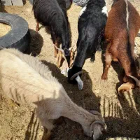 پنج تا بز چاق و سرحال|حیوانات مزرعه|کهنوج, |دیوار