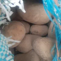 سیب زمینی قوچان