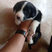 توله سگ قدرجانی