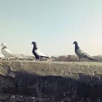 چخ کفتر بوم زدوخوردی رنگی