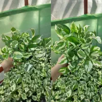 پتوس،کامپکت،شفلر،آگلونما ارزان