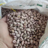 لوبیا چیتی