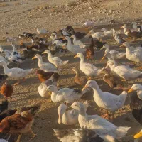 اردک محلی عالی|حیوانات مزرعه|بومهن, |دیوار