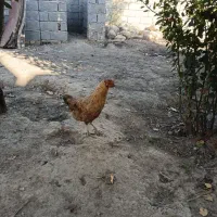 دوعدد مرغ