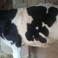 گاو تلیسه ابستن ۲راس|حیوانات مزرعه|دوزین, |دیوار