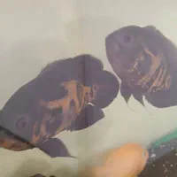 7عدد گوشتخار درشت با تمام لوازم مفت مفت