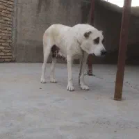 ماده آلابای روسی|سگ|سیمین شهر, |دیوار