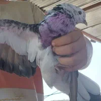 گمشده|حیوانات|تنکمان, |دیوار