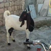 بز چند قلو زا جوان