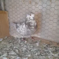 کبوترنرقلمکار کاشونی سو قدیمی بپروبازیکن