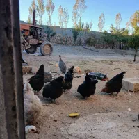 مرغ و خروس محلی و مرغ مصری