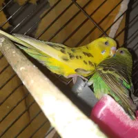 مرغ عشق|پرنده|اصفهان, حصه جنوبی|دیوار