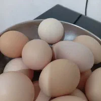 تخم مرغ محلی