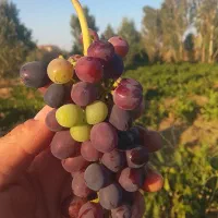 فروش باغ انگور