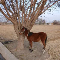کره اسب نری