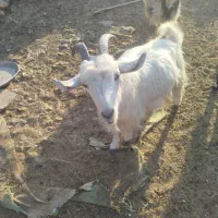 بز کولار گیسه|حیوانات مزرعه|جهرم, |دیوار