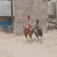 چند تا مرغ ویک خروس بفروش میرسد