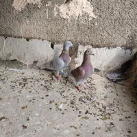 پلاکی مسافتی