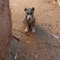 سگ.توله. کوچوک گمشده