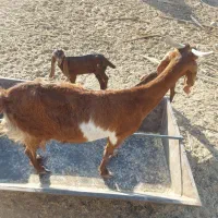 بز دوقلوزا بادوبزغاله|حیوانات مزرعه|سراوان, |دیوار