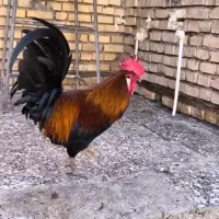 مرغ و خروس گلین لری اصل
