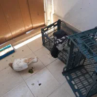 دوجفت کفتر کله دم زرد و سینه سیاه