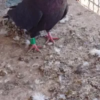 کفتر بزن بپر هرکی خاست من  درخدمتم