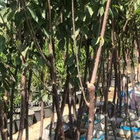 نهال های عاری از بیماری تحت نظر جهاد کشاورزی
