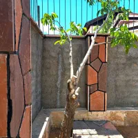 سرایدار باغ ویلا دماوند