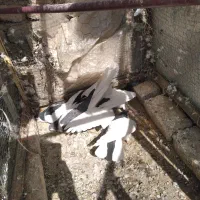 کبوتر چپ و راست و خال|پرنده|تربتحیدریه, اندیشه|دیوار