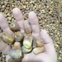 خرمای زاهدی تازه درجه 1|خوردنی و آشامیدنی|اشکنان, |دیوار